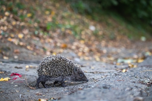 發揮出色 發揮出色